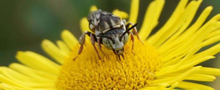 Pollinisateur - DR